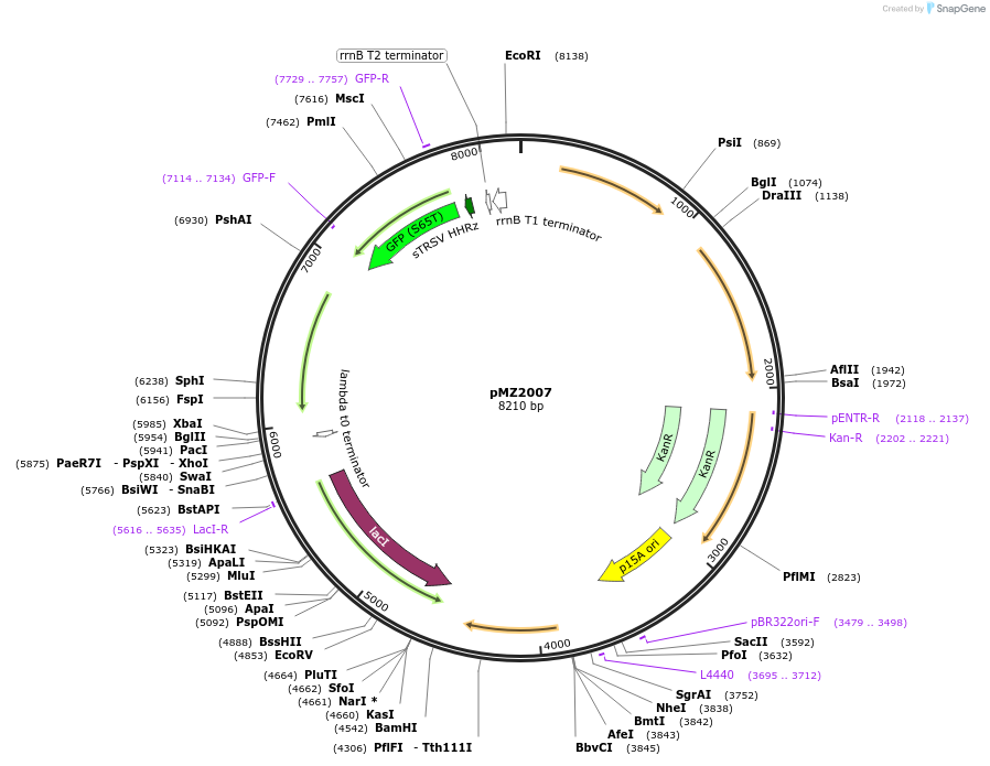 204399-plasmid-map-sequence-id-403600