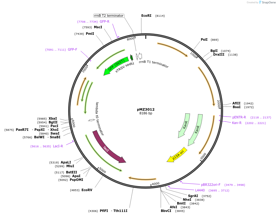 204400-plasmid-map-sequence-id-403606