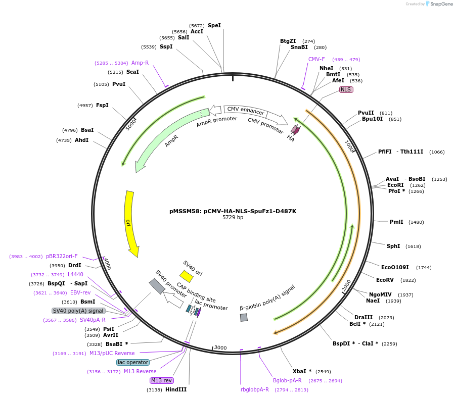 205274-plasmid-map-sequence-id-403617