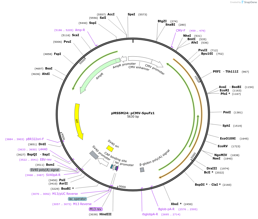 205260-plasmid-map-sequence-id-403618