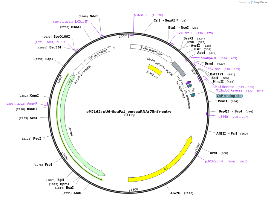 205261-plasmid-map-sequence-id-403619