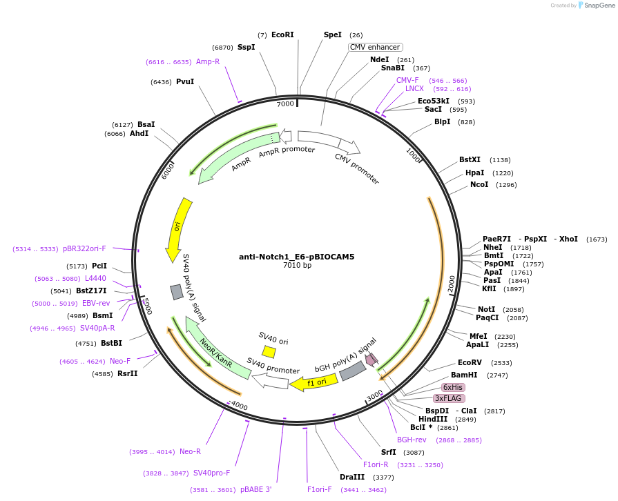 39344-plasmid-map-sequence-id-403620