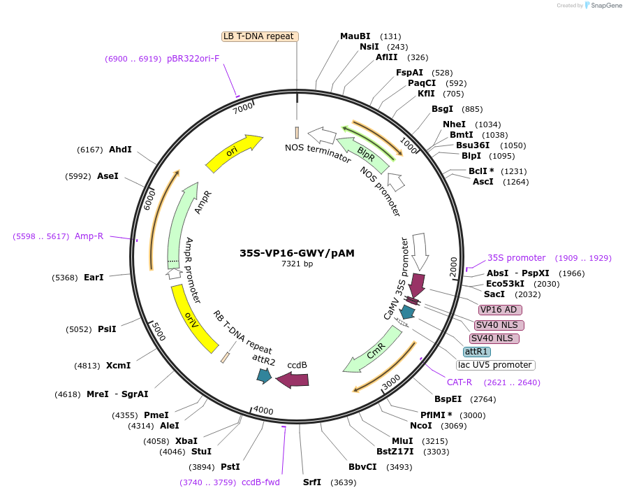 201234-plasmid-map-sequence-id-403628