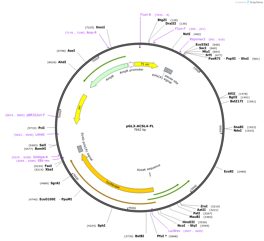 202515-plasmid-map-sequence-id-403634