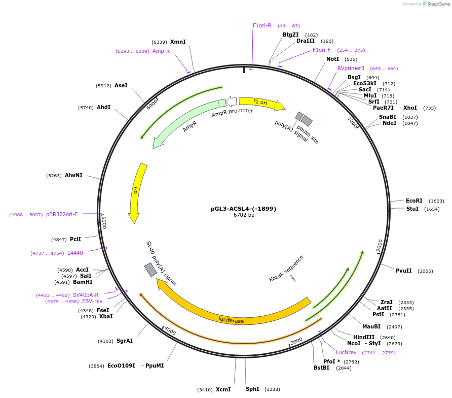 202514-plasmid-map-sequence-id-403636