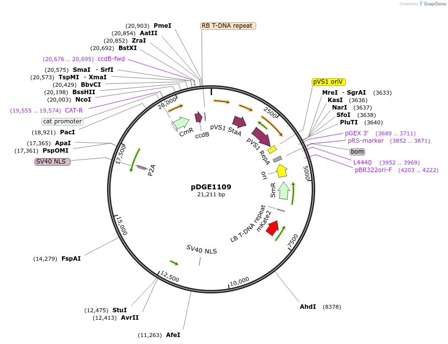 202773-plasmid-map-sequence-id-403645
