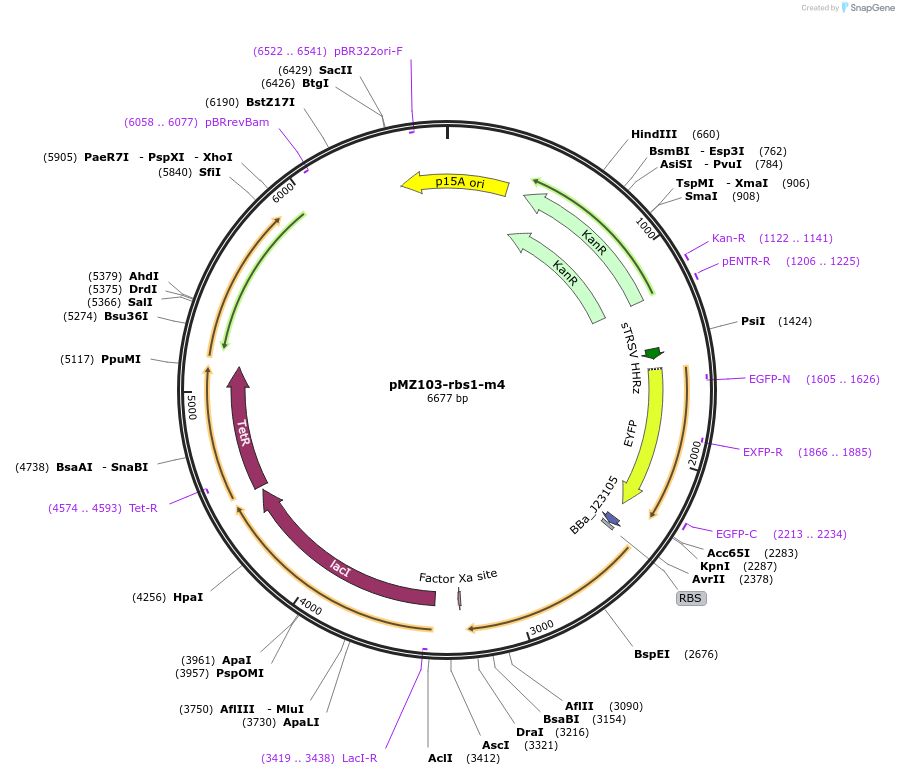 204466-plasmid-map-sequence-id-403672