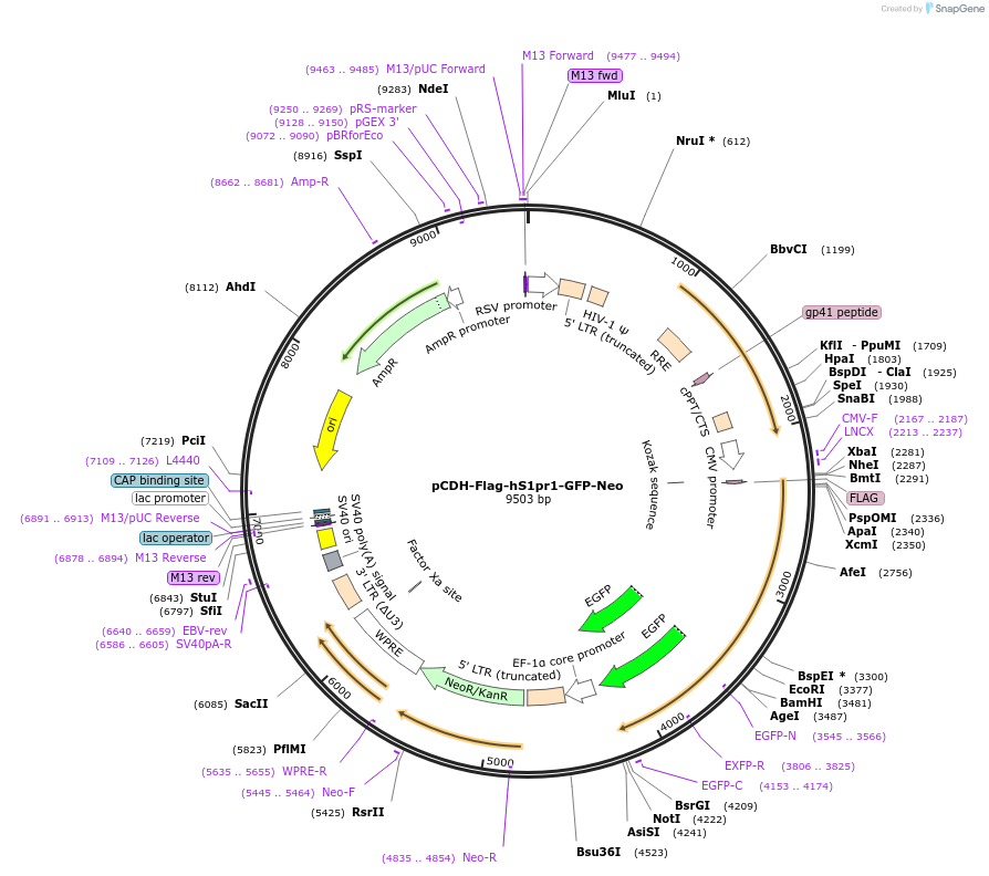 203708-plasmid-map-sequence-id-403683