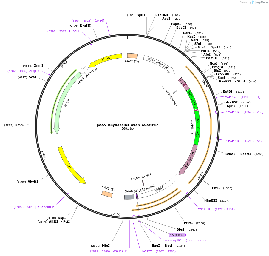112000-plasmid-map-sequence-id-403704
