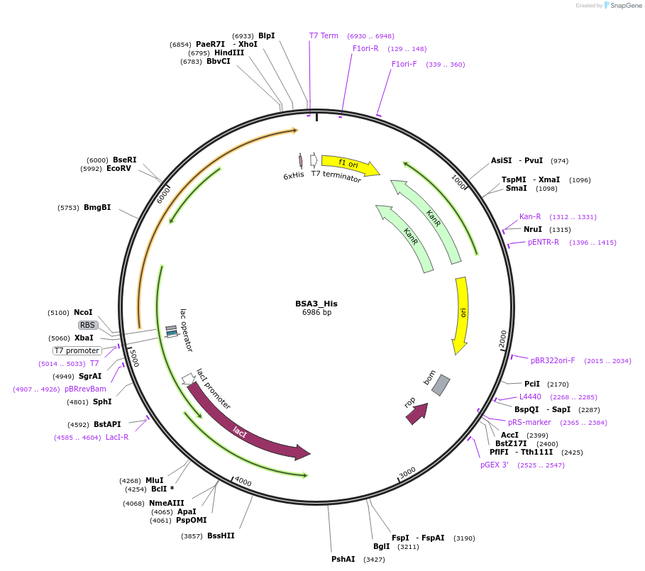 202768-plasmid-map-sequence-id-403705