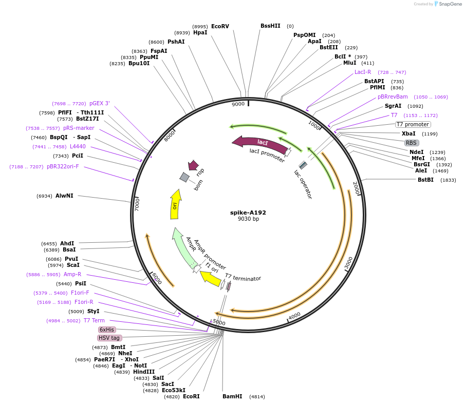 200887-plasmid-map-sequence-id-403706
