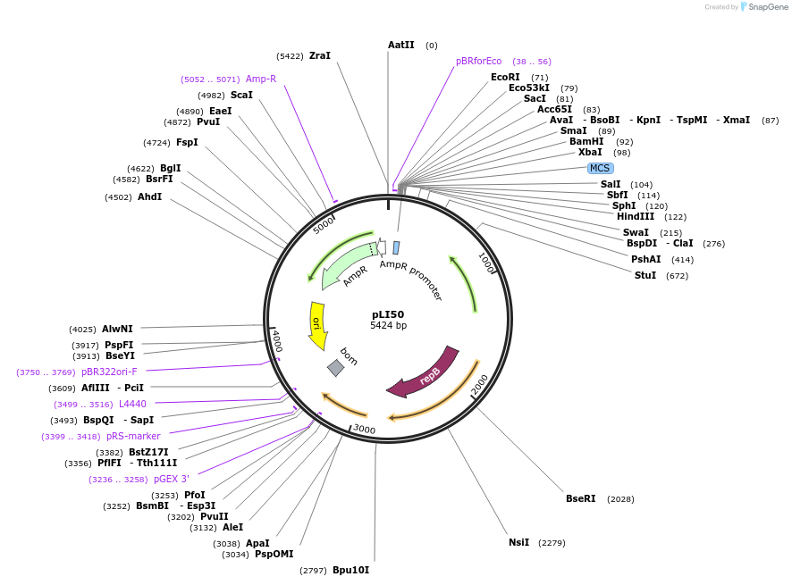 13573-plasmid-map-sequence-id-403719