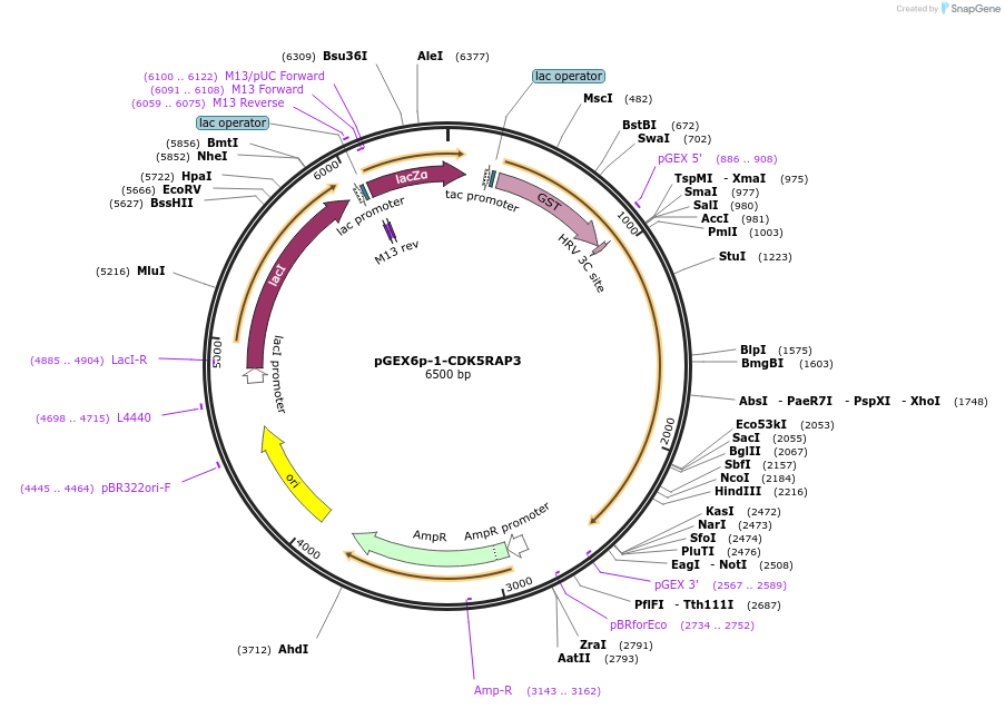 204566-plasmid-map-sequence-id-403732