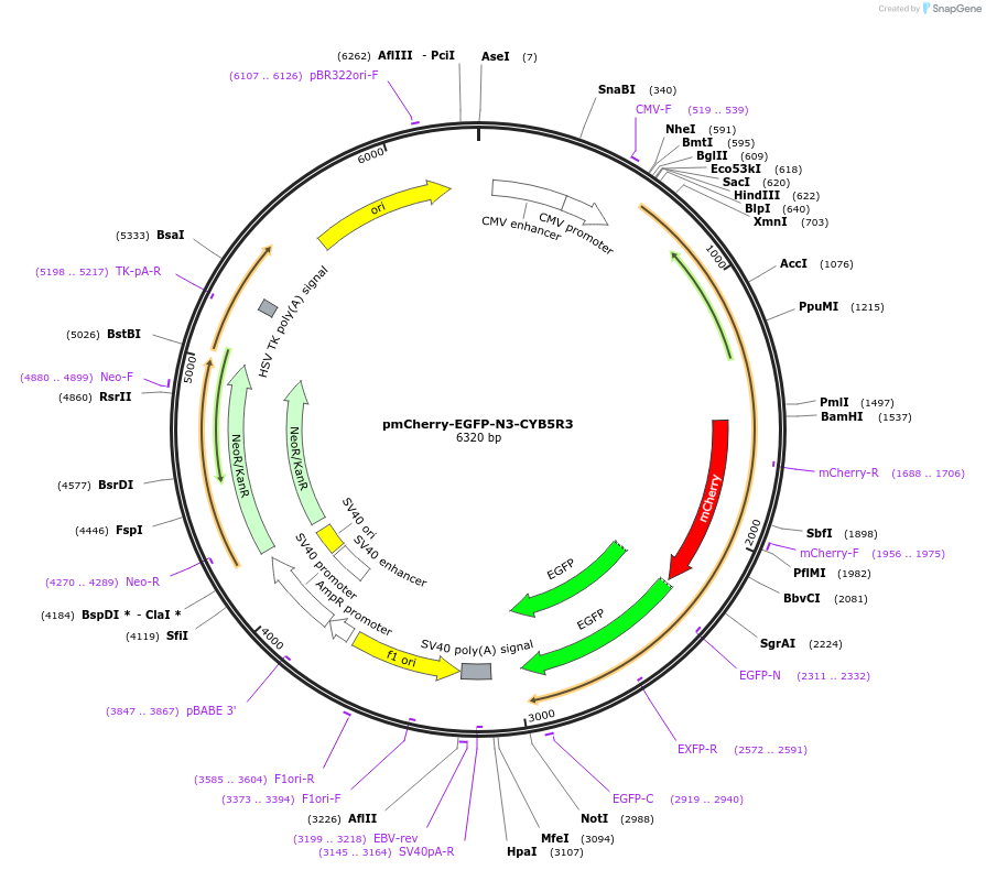 204569-plasmid-map-sequence-id-403734