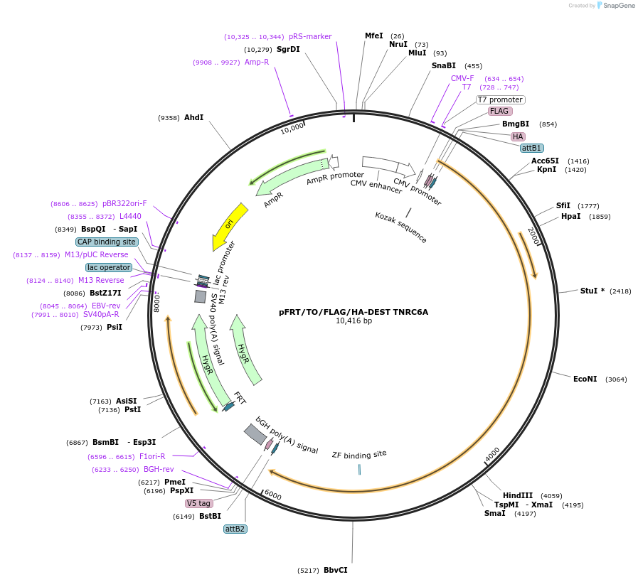 19883-plasmid-map-sequence-id-403741