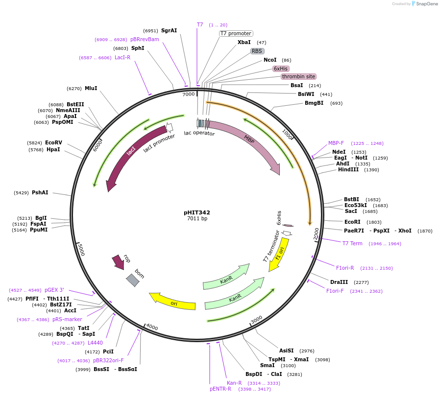 204514-plasmid-map-sequence-id-403743