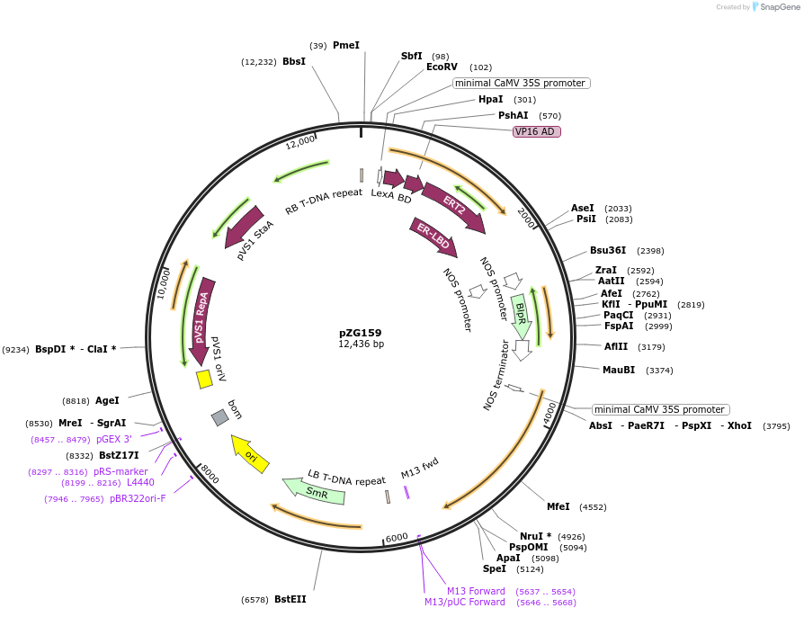 202578-plasmid-map-sequence-id-403745
