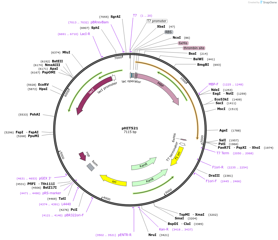 204520-plasmid-map-sequence-id-403749
