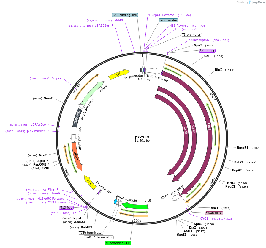 192603-plasmid-map-sequence-id-403767