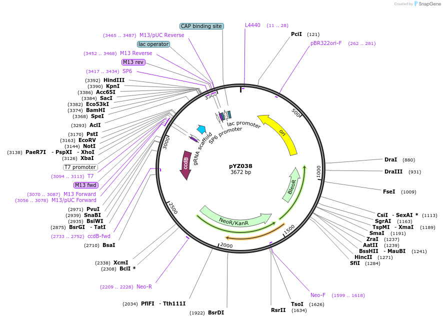 200227-plasmid-map-sequence-id-403768