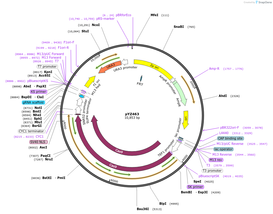 187971-plasmid-map-sequence-id-403781