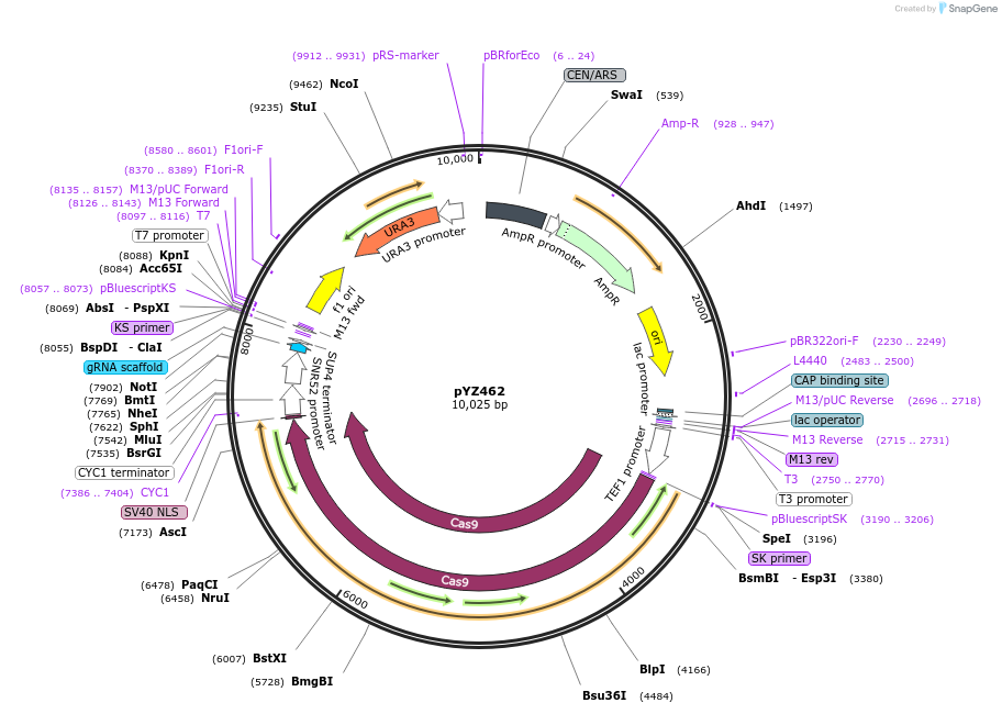 187970-plasmid-map-sequence-id-403782