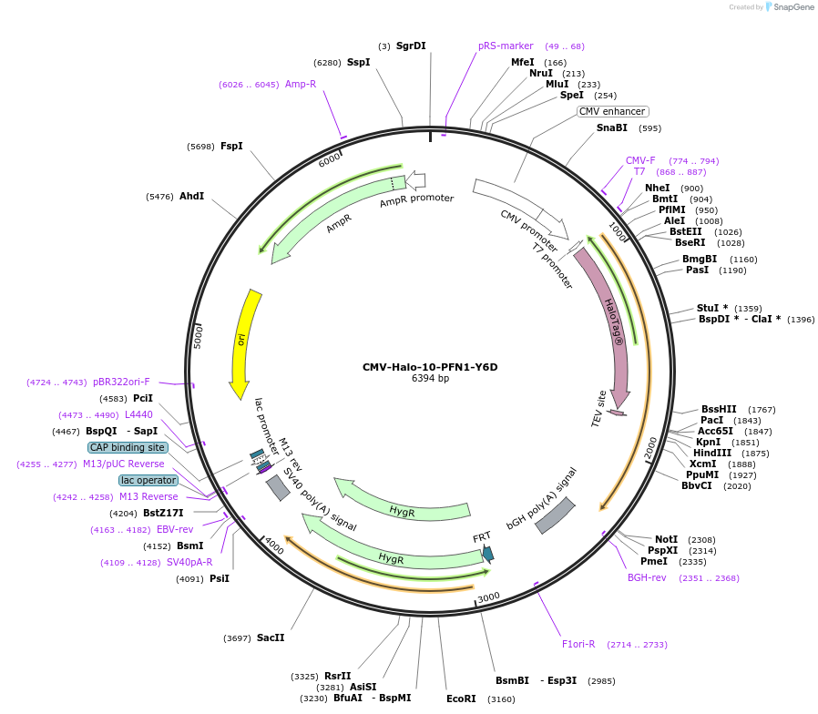 204223-plasmid-map-sequence-id-403800