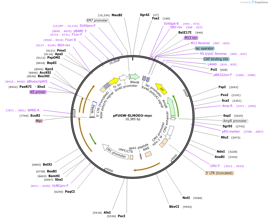 201899-plasmid-map-sequence-id-403801
