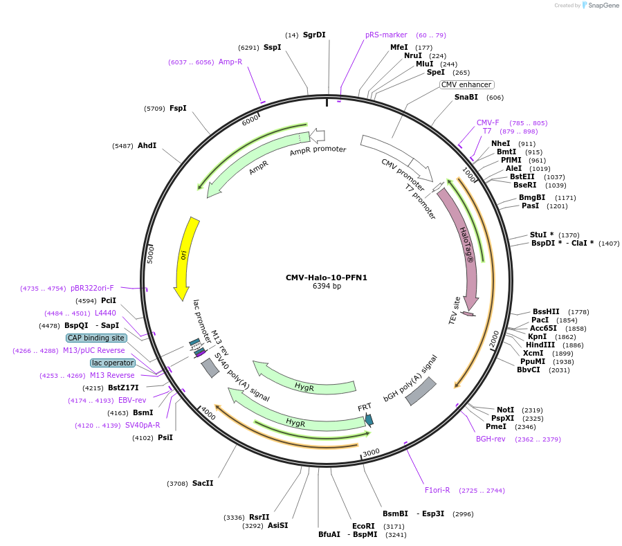 204222-plasmid-map-sequence-id-403804