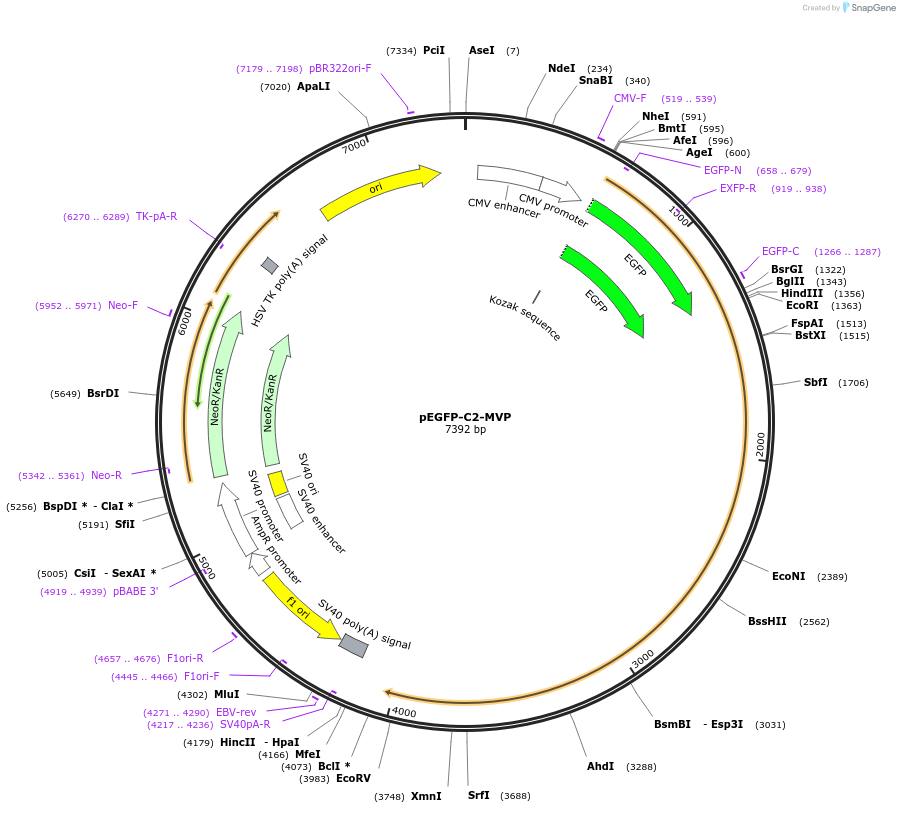 204543-plasmid-map-sequence-id-403805