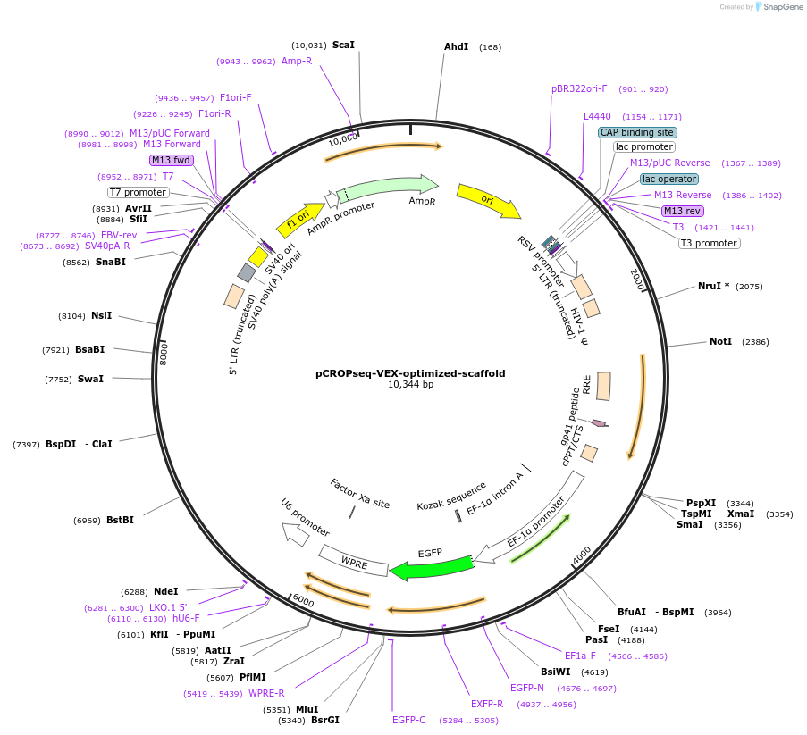 203321-plasmid-map-sequence-id-403807
