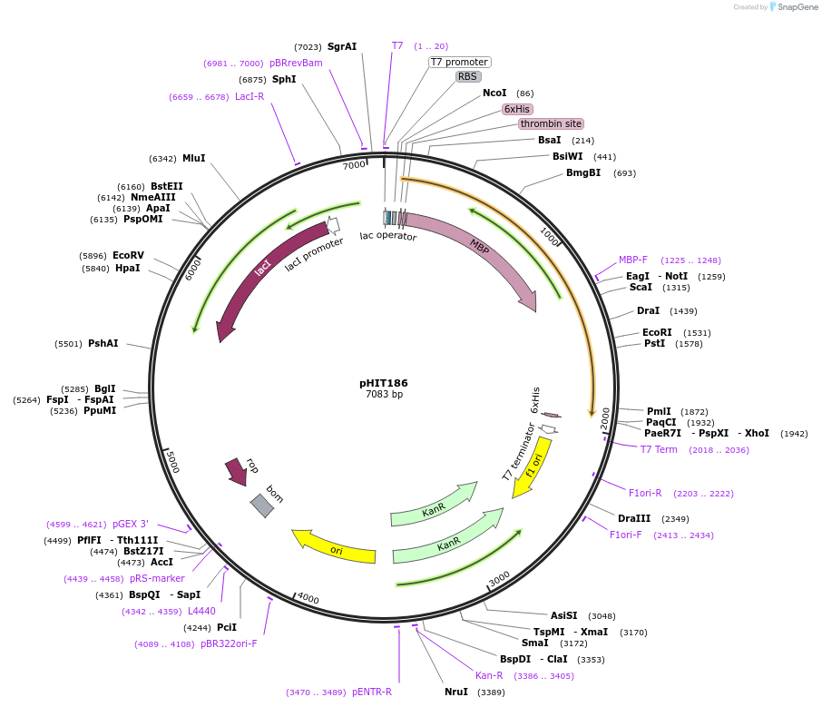 204513-plasmid-map-sequence-id-403809