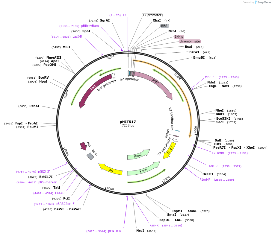204518-plasmid-map-sequence-id-403810