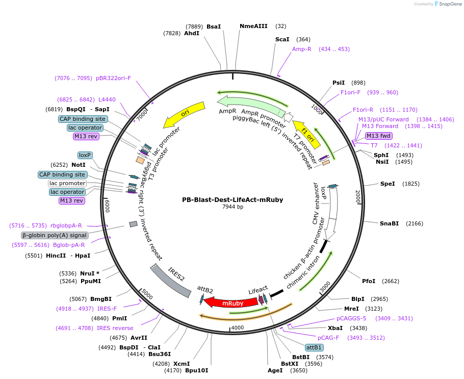 194907-plasmid-map-sequence-id-403816