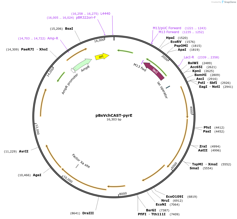 203813-plasmid-map-sequence-id-403827
