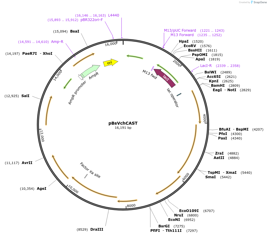203812-plasmid-map-sequence-id-403828