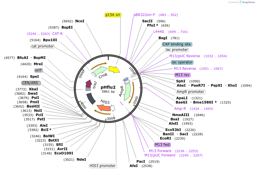 203880-plasmid-map-sequence-id-403830
