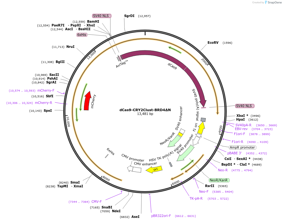 200968-plasmid-map-sequence-id-403834