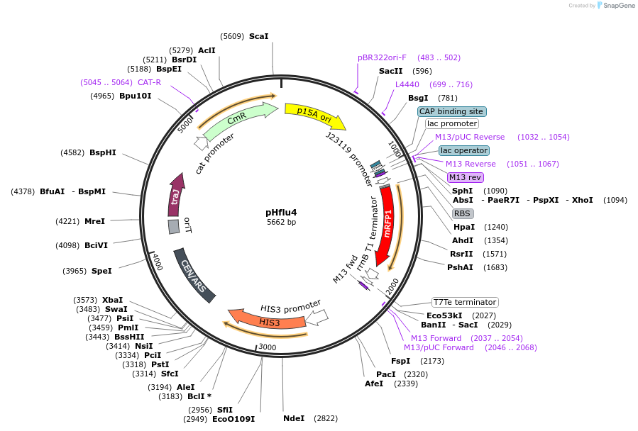203882-plasmid-map-sequence-id-403835