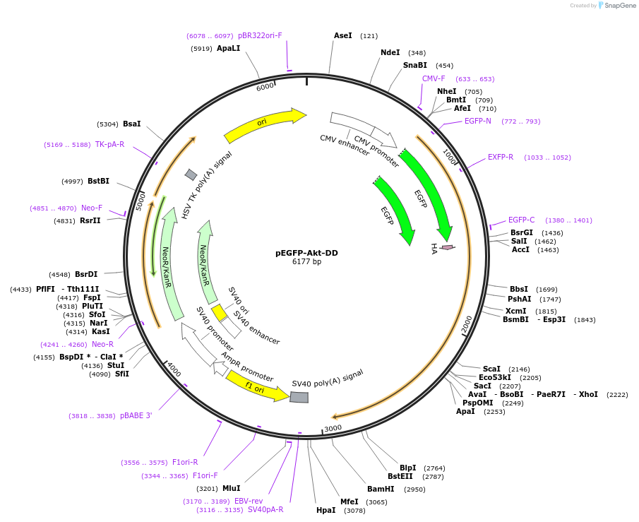 39536-plasmid-map-sequence-id-403836
