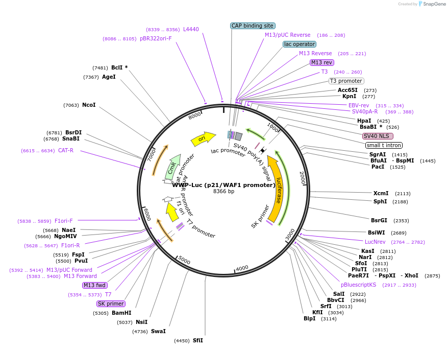 16451-plasmid-map-sequence-id-403858
