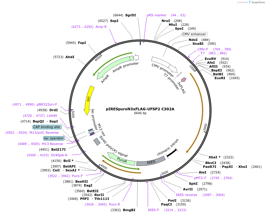 204554-plasmid-map-sequence-id-403935