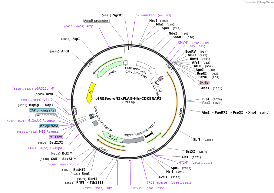 204555-plasmid-map-sequence-id-403936