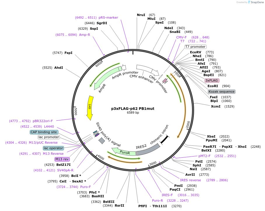 204577-plasmid-map-sequence-id-403943