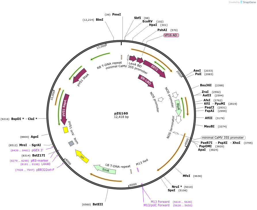 202579-plasmid-map-sequence-id-403945