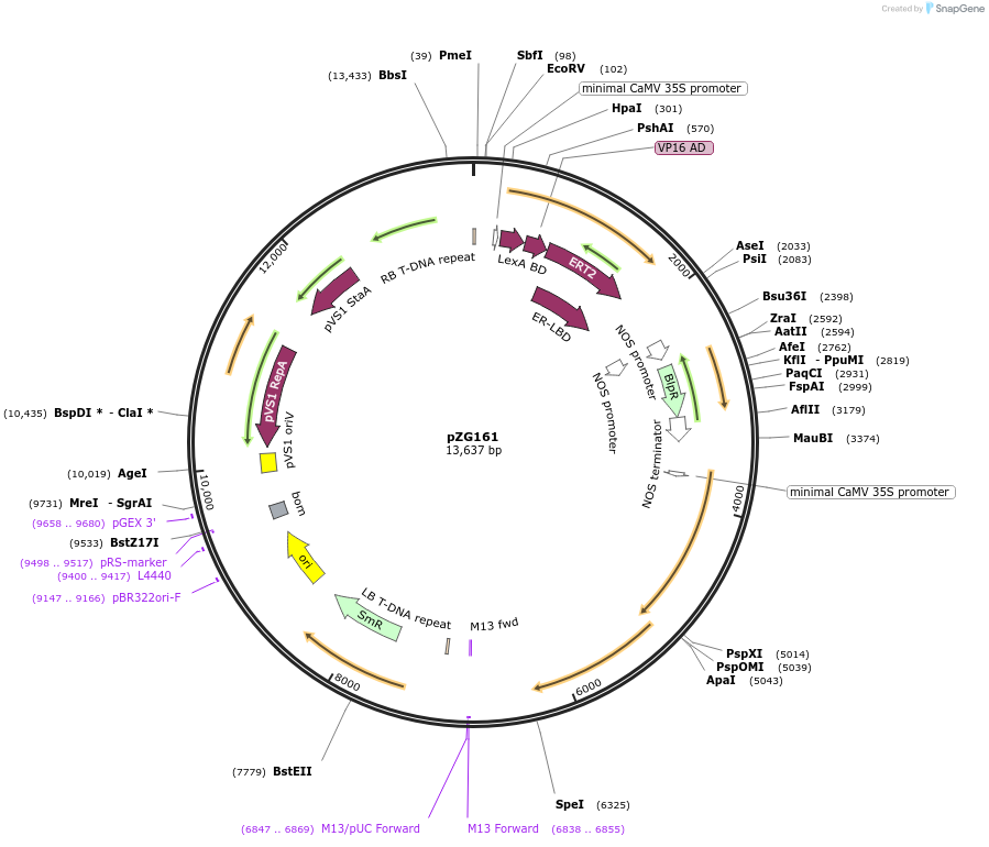 202580-plasmid-map-sequence-id-403947