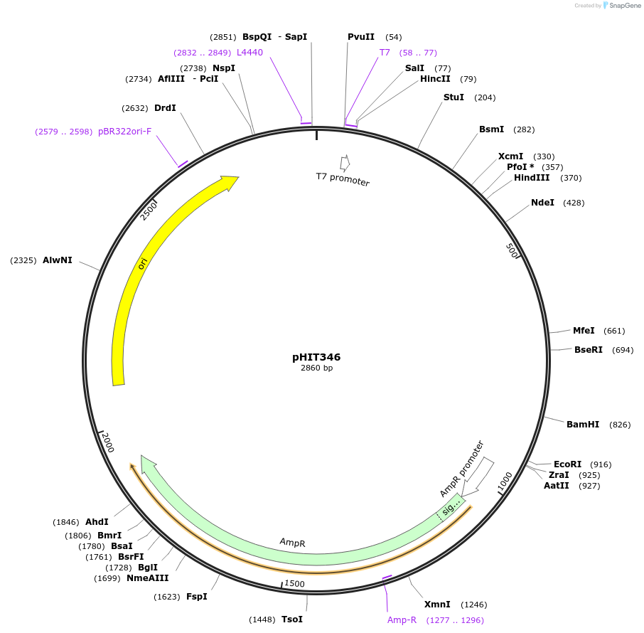 204505-plasmid-map-sequence-id-403953