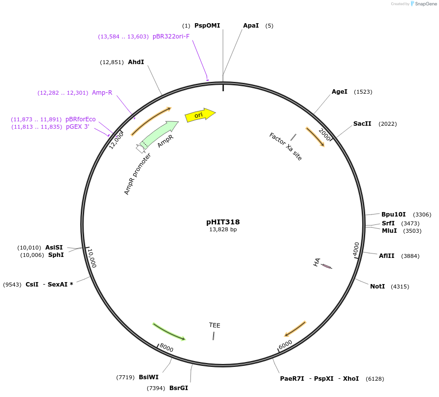 204508-plasmid-map-sequence-id-403957