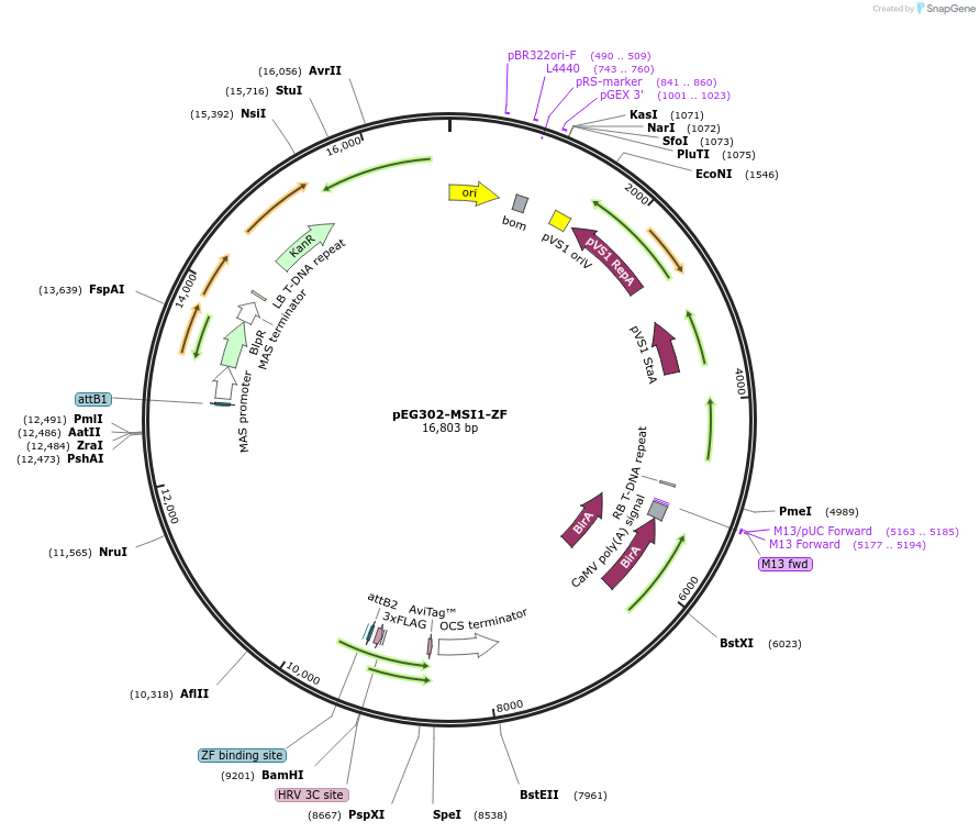 200912-plasmid-map-sequence-id-403958