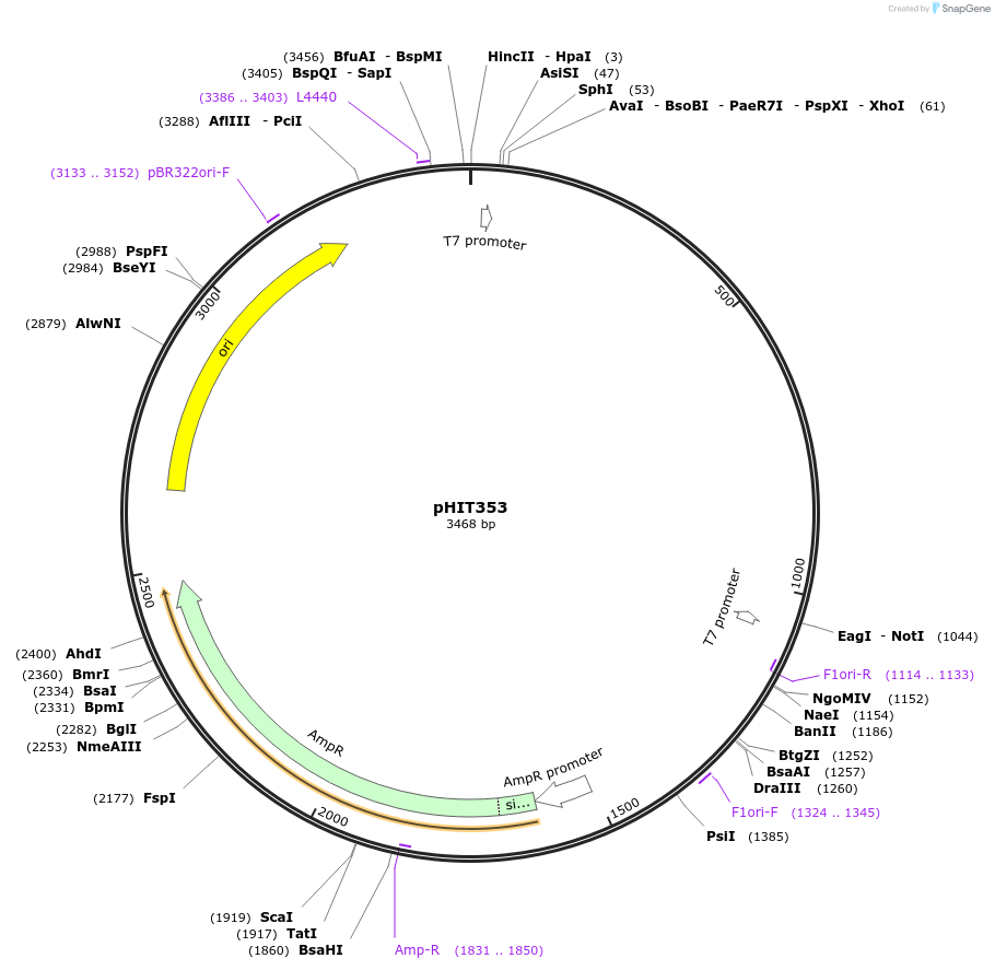 204506-plasmid-map-sequence-id-403959